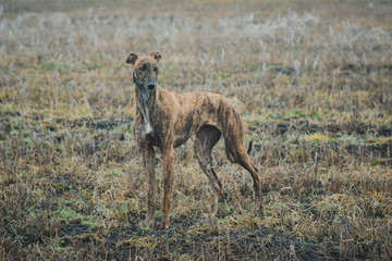 Greyhound breed dog while hunting outdoors