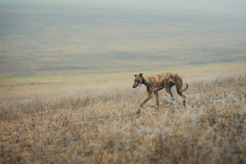 Naklejka na ściany i meble Greyhound breed dog while hunting outdoors