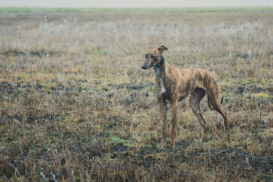 Greyhound breed dog while hunting outdoors