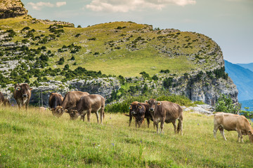Naklejka na ściany i meble Cows in the mountains - pyrenees,Spain