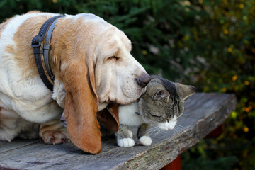 Dog and cat - 125136654
