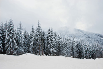 beautiful winter forest