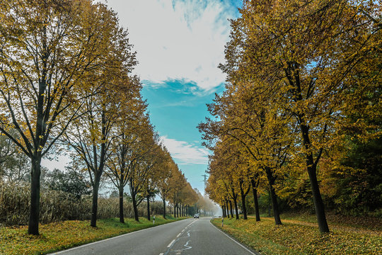 Allee im Herbst