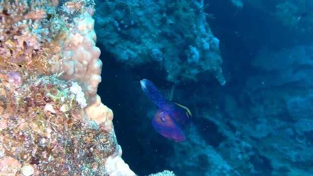 Arabian Boxfish swimming around corals in the Red Sea