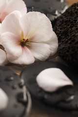 Spa still life, with pink flowers, stones and water