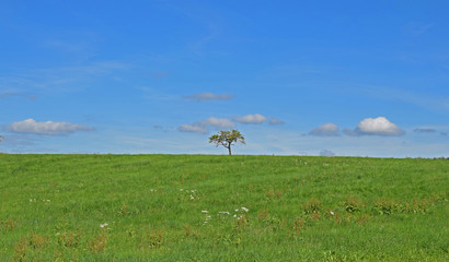 Naklejka premium Tree alone on field
