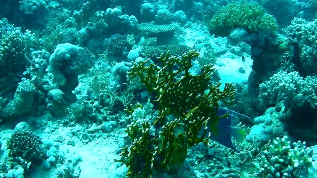 Arabian Angelfish swimming through Corals in the Red Sea