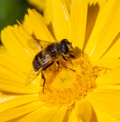 Bee on yellow flower