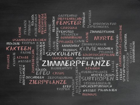 Zimmerpflanze
