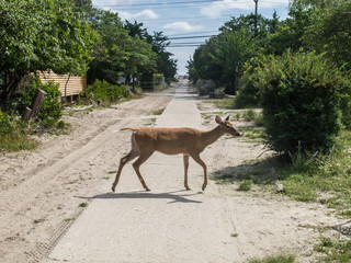 Deer Crossing