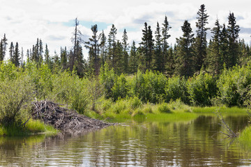 Beaver lodge in riparian biome habitat of Yukon T