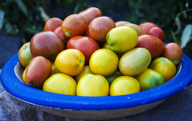 colorful organic tomatoes