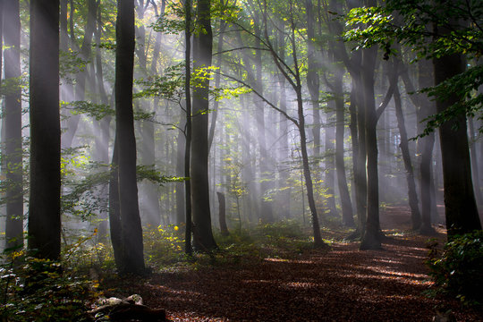 Fototapeta Mystischer Wald