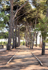 Perspectiva.
Líneas paralelas que dirigen hacia el final de los árboles.

