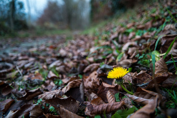 Einsamer Löwenzahn unter herbstlichen Blättern