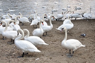 Swans and the beach