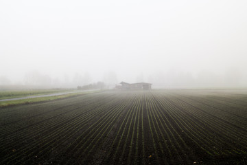 Nebeliges Ackerland mit keimenden Pflanzen