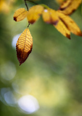 Fallen leavea in autumn