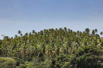 Palm trees in Porto de Galinhas, Recife, Pernambuco - Brazil