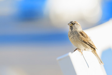 sparrow bird perched on a chair