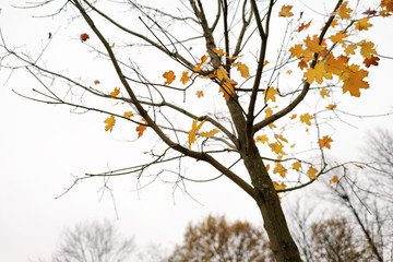 last leaves on maple tree in autumn