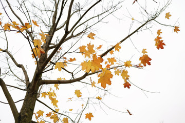 last leaves on maple tree in autumn