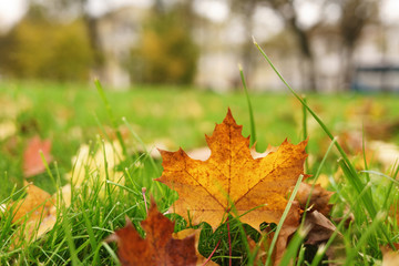 autumn maple leaves on the grass