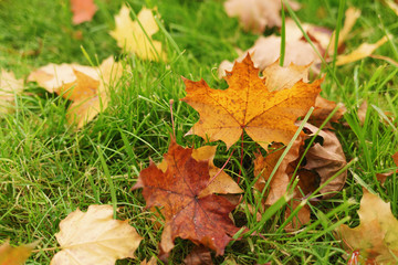 autumn maple leaves on the grass