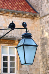 Pigeons on a retro street lamp in Old Town Dubrovnik, Croatia. Traditional stone house in the background, selective focus. Dubrovnik is popular touristic destination and UNESCO World Heritage Site. 

