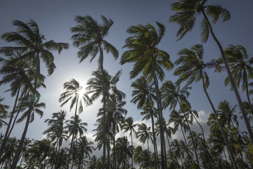 Fototapeta premium Palm trees in Porto de Galinhas, Recife, Pernambuco - Brazil