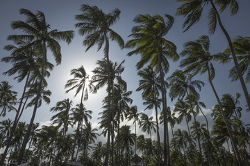 Palm trees in Porto de Galinhas, Recife, Pernambuco - Brazil