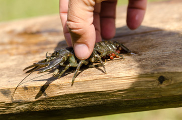 Crayfish on wooden table outdoor hand held