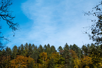 Obraz premium Treetops poking through into the bluew sky in fall