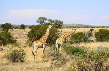 neugierige Giraffen in Südafrika