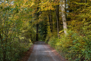 Obraz premium A road in autumn leading through a forest with yellow leaves