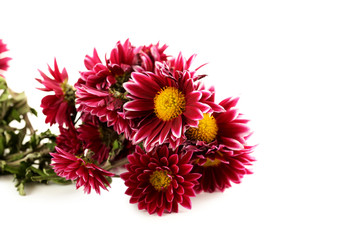 Bouquet of chrysanthemum isolated on a white