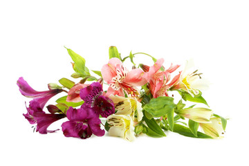 Alstroemeria flowers isolated on a white background