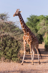 giraffe in Samburu National Park, Kenya Africa