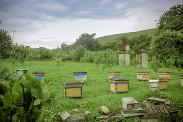 Beehives in the farm house field 