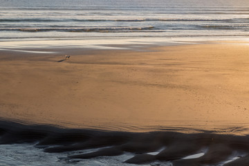 Lonely dog on a sandy beach at low tide in the afternoon sun