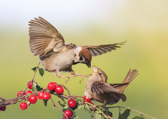 two birds arguing Sparrow on a branch with ripe red berries