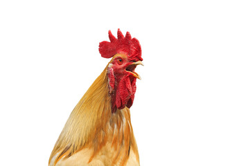 the head of a rooster with a red crest sings on a white isolated background