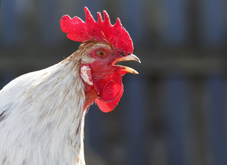 the head of a rooster with a red crest sings
