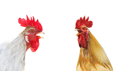 two colorful rooster sings duet beaks, on a white isolated background