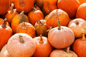 pile of pumpkins on market farm