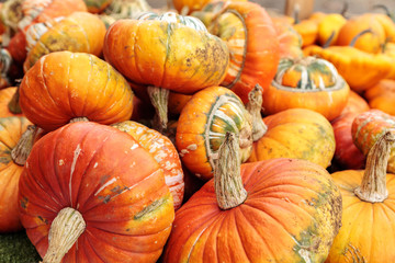 pile of pumpkins on market farm
