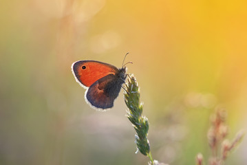 beautiful orange butterfly sitting on a blade of grass bathed in the setting sunlight