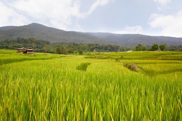 Obraz premium rice terrace at chiangmai , thailand 