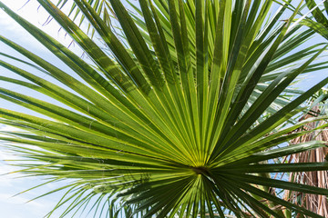 Obraz na płótnie Canvas abstract repetitive pattern, light and shadow on backlit sugar palm leaf and coconut leaf, natural background
