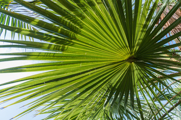 Fototapeta na wymiar abstract repetitive pattern, light and shadow on backlit sugar palm leaf and coconut leaf, natural background